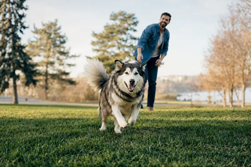 Ein fröhlicher Alaskan Malamute läuft aktiv über eine grüne Wiese mit seinem Besitzer im Hintergrund.