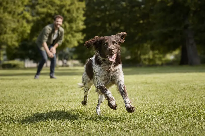 Ein altdänischer Hühnerhund läuft fröhlich über eine grüne Wiese, während sein Besitzer im Hintergrund mit ihm spielt.