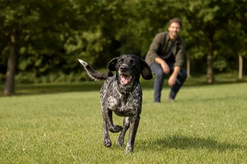 Ein fröhlicher Altdänischer Vorstehhund läuft über eine grüne Wiese, während sein Besitzer im Hintergrund mit ihm spielt.