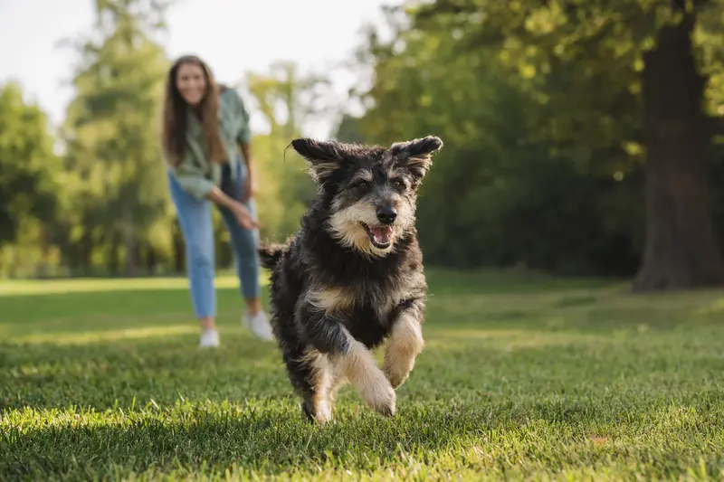 Ein fröhlicher Altdeutscher Hütehund läuft über eine grüne Wiese, während sein Besitzer im Hintergrund spielt.