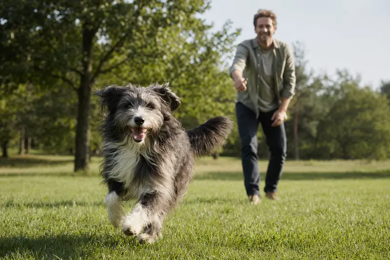 Ein Altdeutscher Hütehund läuft fröhlich über eine grüne Wiese im Park, während sein Besitzer im Hintergrund mit ihm spielt.