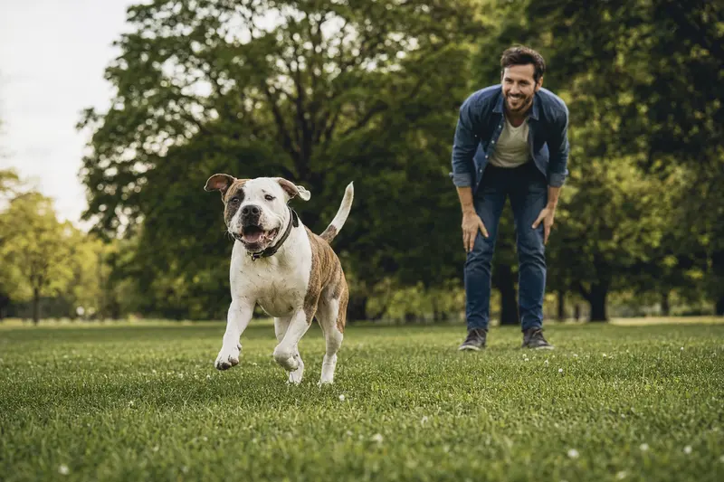 Ein fröhlicher American Bulldog läuft über eine grüne Wiese, während sein Besitzer im Hintergrund spielt.