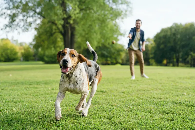 Ein gesunder American English Coonhound Hund läuft fröhlich über eine grüne Wiese, während sein Besitzer im Hintergrund spielt.