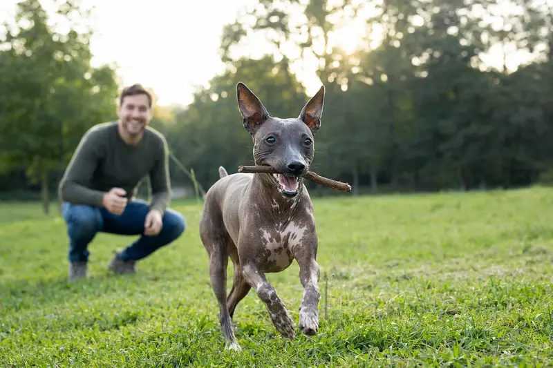 Ein vitaler American Hairless Terrier läuft fröhlich über eine grüne Wiese im Park, während sein Besitzer im Hintergrund mit ihm spielt.