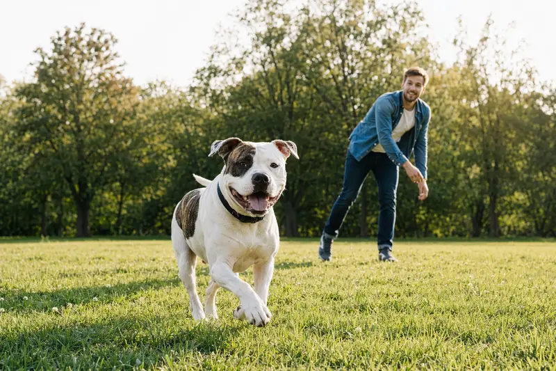Ein vitaler Amerikanische Bulldogge läuft fröhlich über eine grüne Wiese, während sein Besitzer im Hintergrund mit ihm spielt.