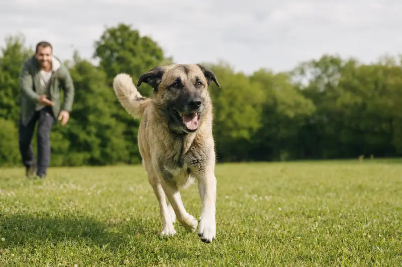 Ein fröhlicher Anatolier Hund mit seinem Besitzer, der im Park spielt, vermittelt ein gesundes und aktives Lebensgefühl.