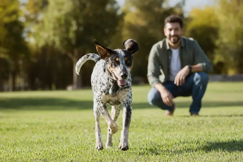 Ein gesunder Andalusian Mouse-Hunting Dog läuft fröhlich über eine grüne Wiese, während sein Besitzer im Hintergrund mit ihm spielt.