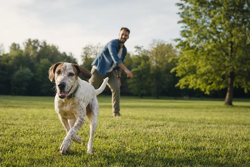 Ein gesunder Andalusischer Türke Hund spielt fröhlich mit seinem Besitzer auf einer Wiese im Park.