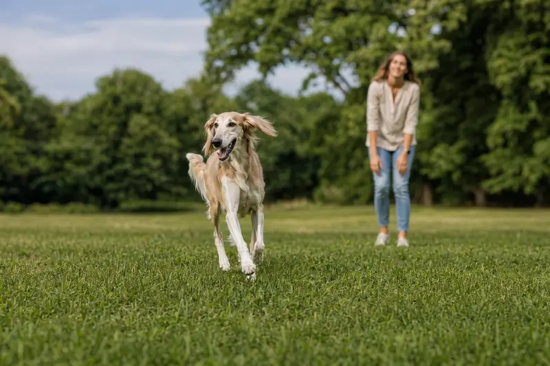 Ein lebhafter Arabischer Windhund läuft fröhlich über eine grüne Wiese, während sein Besitzer im Hintergrund spielt.