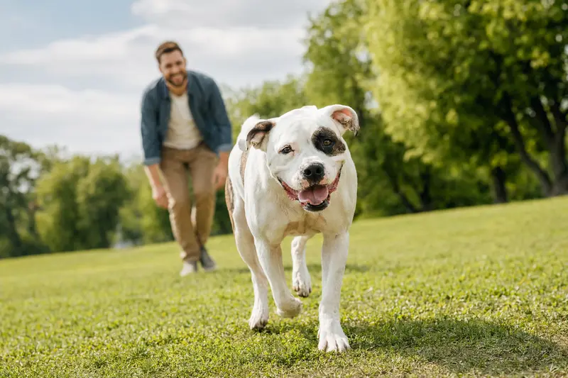 Argentinische Bulldogge läuft fröhlich über eine grüne Wiese im Park, während ihr Besitzer im Hintergrund mit ihr spielt.