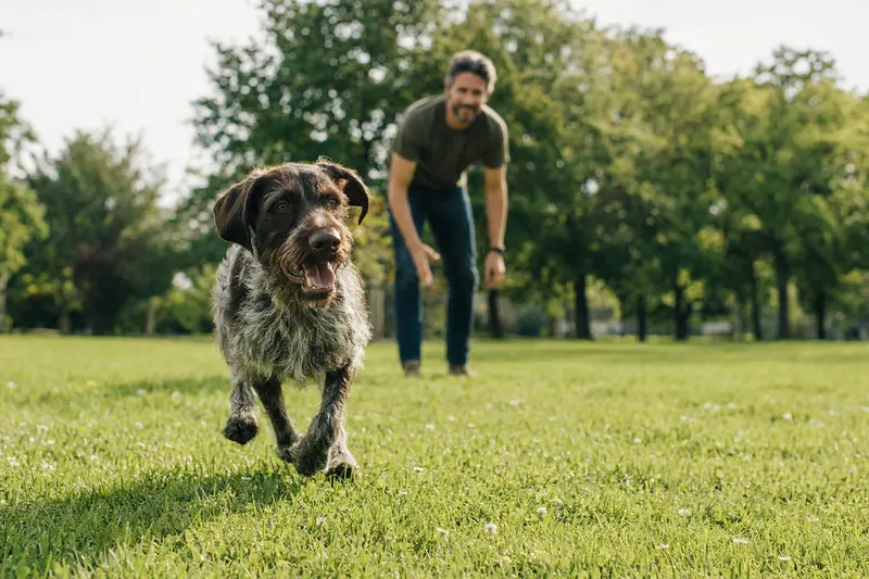 Ein fröhlicher Ariege-Vorstehhund läuft über eine grüne Wiese, während sein Besitzer im Hintergrund spielt.