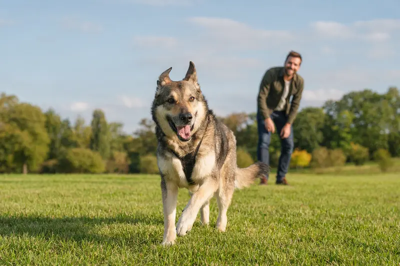 Ein gesunder Atlas Schäferhund läuft fröhlich über eine grüne Wiese, während sein Besitzer im Hintergrund spielt.