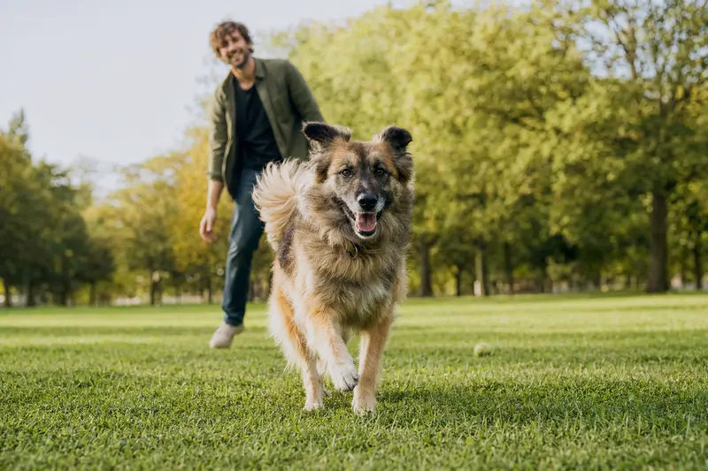 Ein lebensfroher Atlas Sheepdog läuft im Park über eine grüne Wiese, während sein Besitzer im Hintergrund spielt.