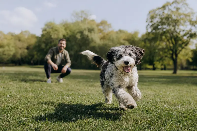 Ein vitaler Aussiedoodle Hund läuft fröhlich über eine grüne Wiese, während sein Besitzer im Hintergrund aktiv mit ihm spielt.