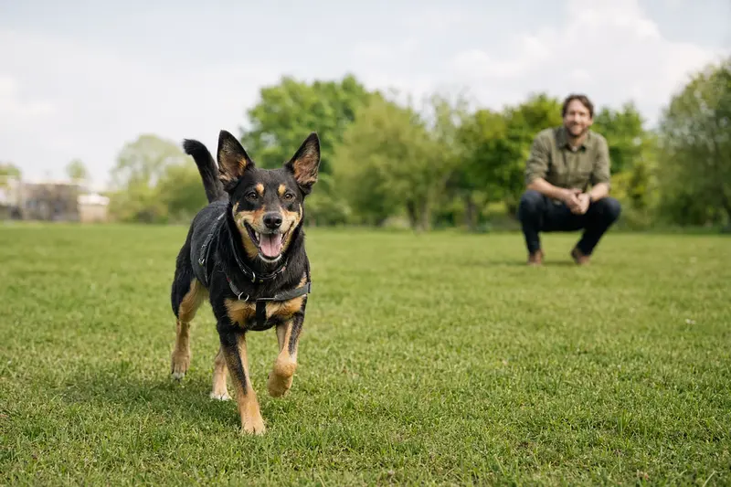 Ein fröhlicher Australian Kelpie rennt über eine grüne Wiese, während sein Besitzer im Hintergrund mit ihm spielt.