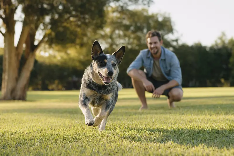 Ein fröhlicher Australischer Treibhund läuft über eine grüne Wiese, während sein Besitzer im Hintergrund mit ihm spielt.