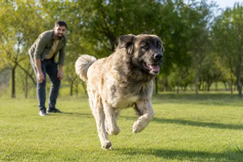 Ein fröhlicher Bakharwal Mastiff Hund läuft über eine grüne Wiese, während sein Besitzer im Hintergrund mit ihm spielt.