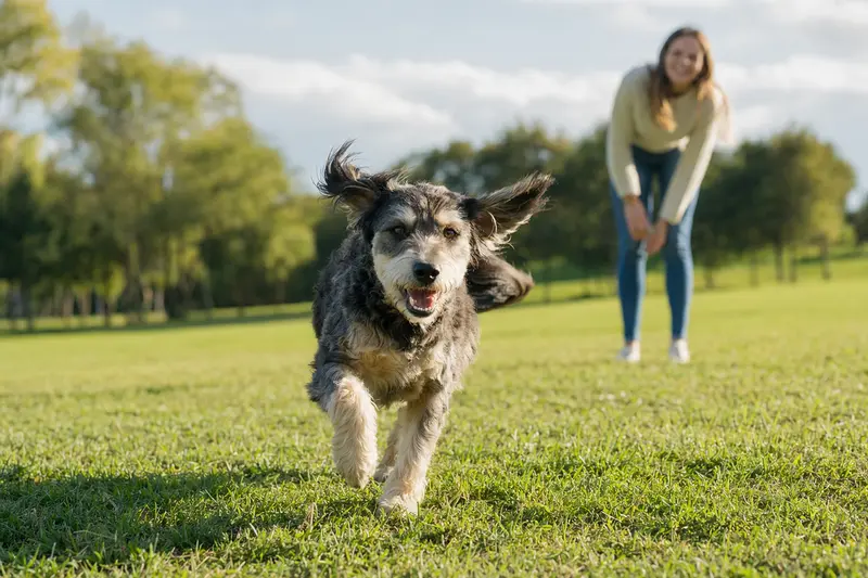 Ein fröhlicher Barak Hund läuft über eine grüne Wiese, während sein Besitzer im Hintergrund mit ihm spielt.