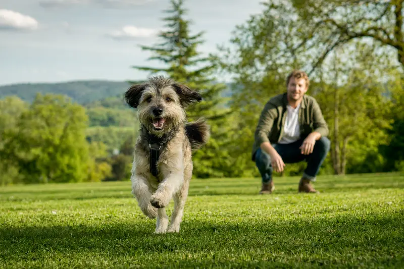Ein aktiver Barb Hund läuft fröhlich über die grüne Wiese, während sein Besitzer im Hintergrund spielt.