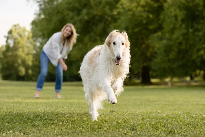 Ein fröhlicher Barsoi Hund läuft über eine grüne Wiese, während sein Besitzer im Hintergrund mit ihm spielt.