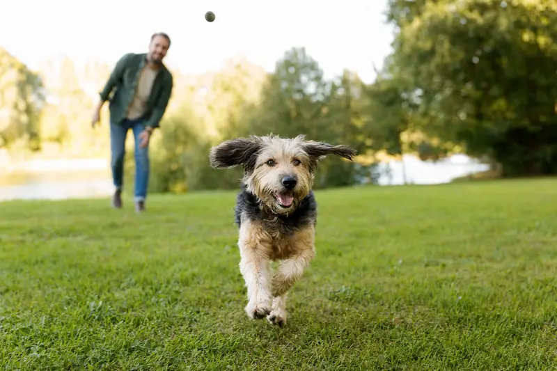 Ein fröhlicher Barzaia Hund läuft über eine grüne Wiese, während sein Besitzer im Hintergrund mit ihm spielt, an einem sonnigen Tag.