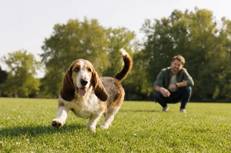 Ein fröhlicher Basset artésien normand Hund läuft über eine grüne Wiese während sein Besitzer im Hintergrund mit ihm spielt.