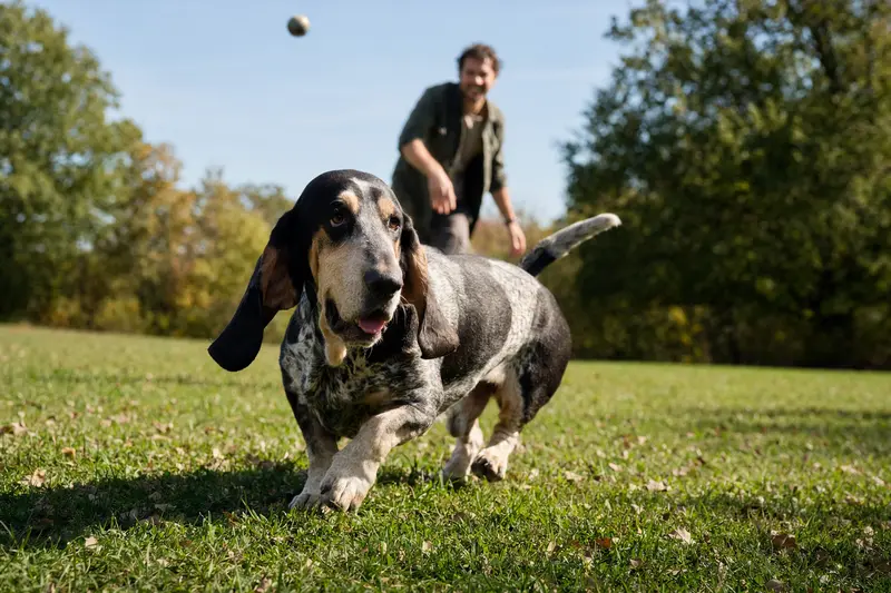 Ein fröhlicher Basset Bleu de Gascogne läuft über eine grüne Wiese, während sein Besitzer im Hintergrund spielt.