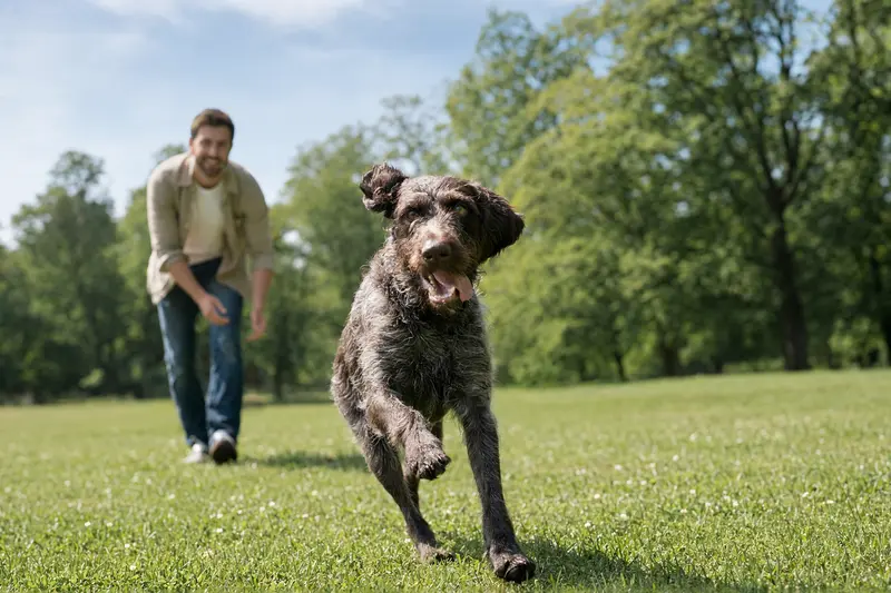 Ein Bawarski Sokol Hund springt fröhlich über eine grüne Wiese, während sein Besitzer im Hintergrund mit ihm spielt und einen sonnigen Tag genießt.