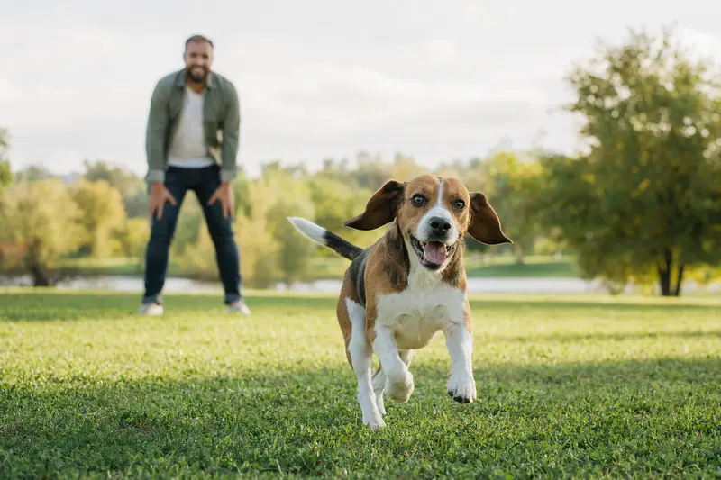 Ein fröhlicher Beagle läuft über eine grüne Wiese, während sein Besitzer im Hintergrund spielt, und symbolisiert ein gesundes, aktives Leben.