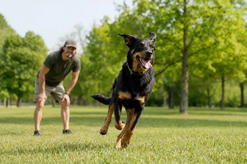 Ein fröhlicher Beauceron Hund läuft über eine grüne Wiese, während sein Besitzer im Hintergrund spielt.