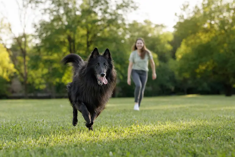 Vitaler Belgischer Schäferhund (Groenendael) läuft fröhlich über eine grüne Wiese im Park, während sein Besitzer im Hintergrund mit ihm spielt.