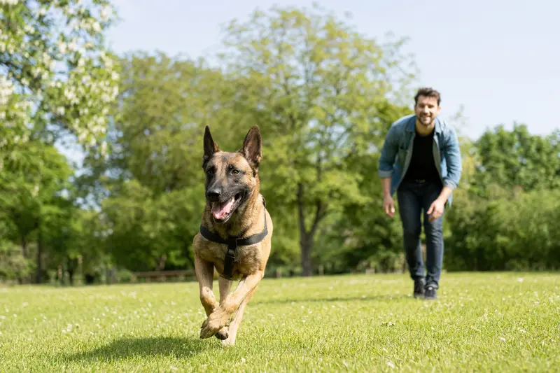 Ein vitaler Belgischer Schäferhund spielt fröhlich auf einer grünen Wiese, während sein Besitzer ihn beobachtet.