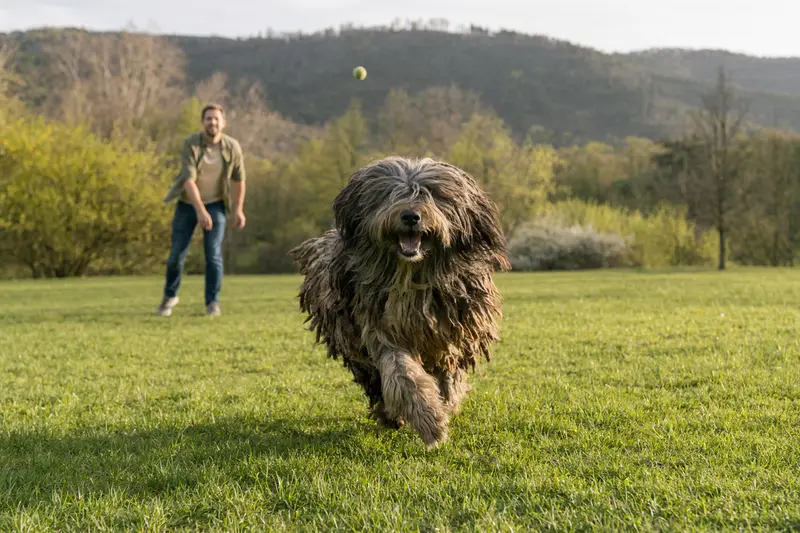 Ein vitaler Bergamasco-Hütehund läuft fröhlich über eine grüne Wiese im Park, während sein Besitzer im Hintergrund mit ihm spielt.