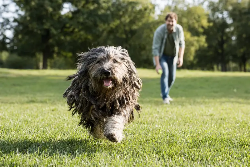 Ein Bergamasco Hund läuft fröhlich über eine grüne Wiese, während sein Besitzer im Hintergrund spielt.