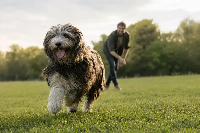 Ein Bergamasco Shepherd Dog rennt fröhlich über die Wiese, während sein Besitzer im Hintergrund spielt.