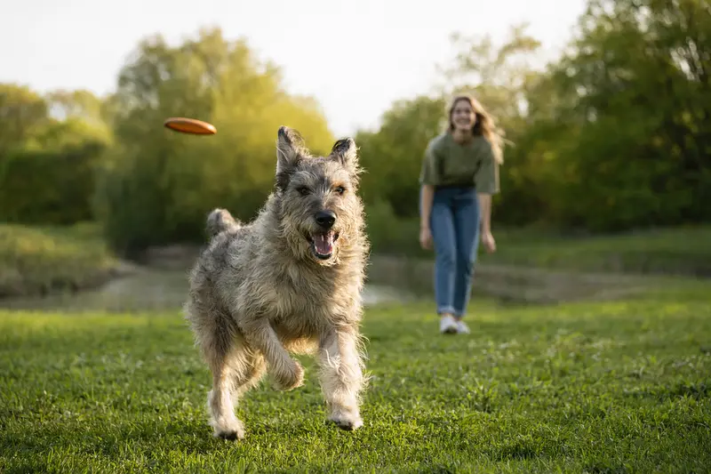 Ein Berger de Picardie Hund läuft fröhlich über eine grüne Wiese, während sein Besitzer im Hintergrund spielt.