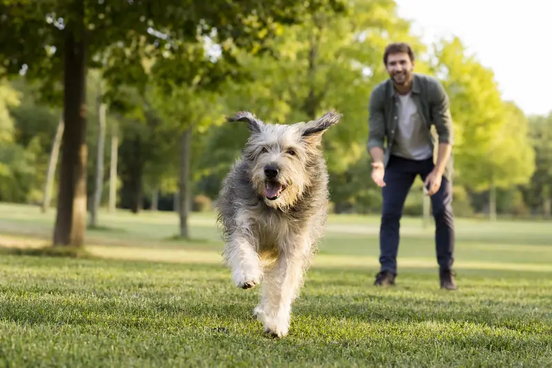 Ein vitaler Berger des Cevennes Hund läuft glücklich über eine grüne Wiese, während sein Besitzer im Hintergrund mit ihm spielt.
