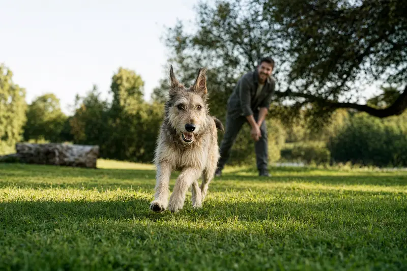 Ein Berger Picard Hund läuft fröhlich über eine grüne Wiese, während sein Besitzer im Hintergrund spielt.
