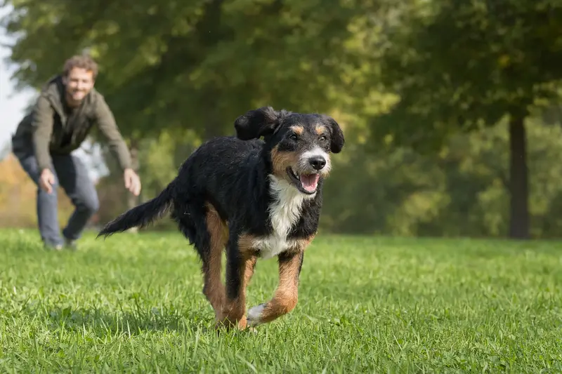 Ein fröhlicher Berner Niederlaufhund läuft über eine grüne Wiese, während sein Besitzer mit ihm spielt.