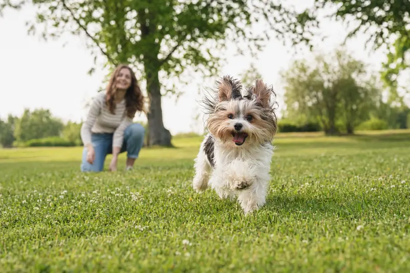 Ein vitaler Biewer Terrier Hund läuft fröhlich über eine grüne Wiese, während sein Besitzer im Hintergrund mit ihm spielt.