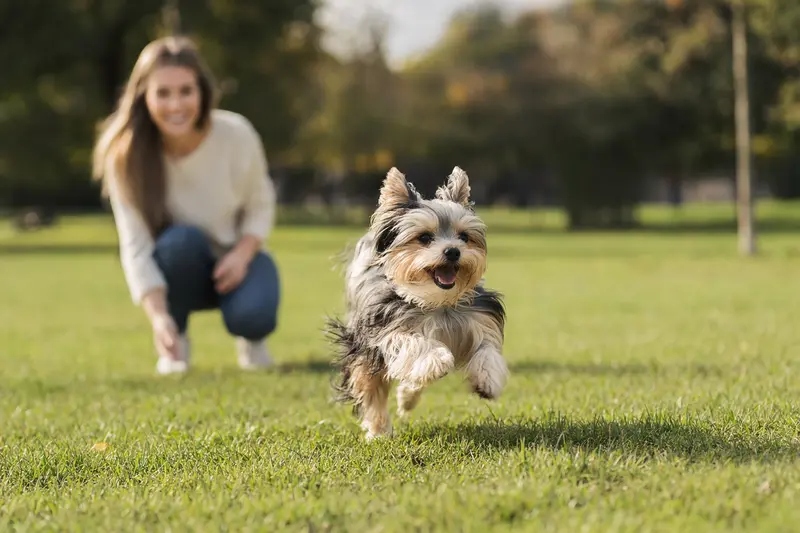 Ein vitaler Biewer Yorkshire Terrier läuft fröhlich über eine grüne Wiese im Park, während sein Besitzer im Hintergrund mit ihm spielt.