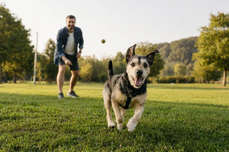 Ein fröhlicher Bingley Terrier läuft über eine grüne Wiese, während sein Besitzer ihm im Hintergrund Spielzeuge wirft.