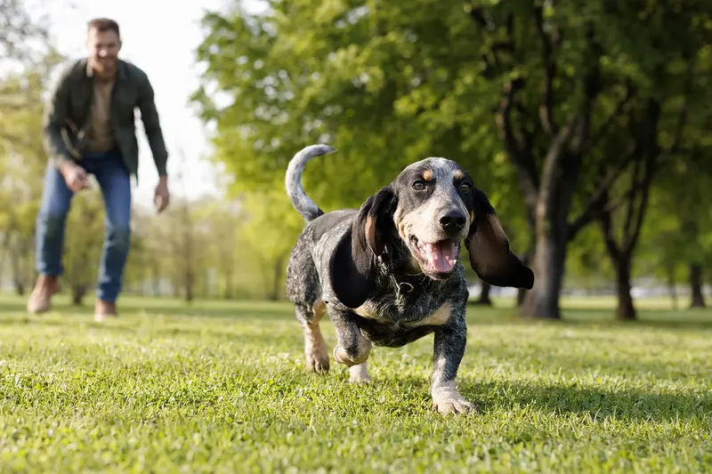 Ein Blauer Basset der Gascogne läuft fröhlich über eine grüne Wiese im Park, während sein Besitzer im Hintergrund mit ihm spielt.