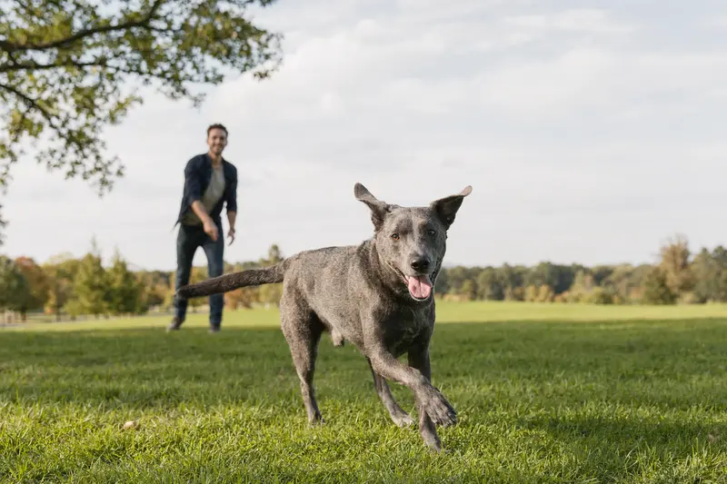 Ein Blue Lacy Hund läuft fröhlich über eine grüne Wiese, während sein Besitzer im Hintergrund mit ihm spielt.
