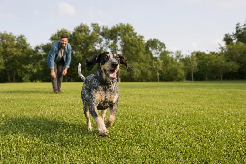 Ein vitaler Bluetick Coonhound läuft fröhlich über eine grüne Wiese im Park, während sein Besitzer im Hintergrund mit ihm spielt.