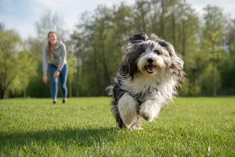 Ein fröhlicher Bobtail Hund läuft über eine grüne Wiese, während sein Besitzer im Hintergrund spielt.