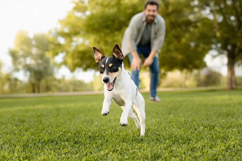 Ein fröhlicher Bodeguero Andaluz Hund läuft über eine grüne Wiese, während sein Besitzer im Hintergrund mit ihm spielt.