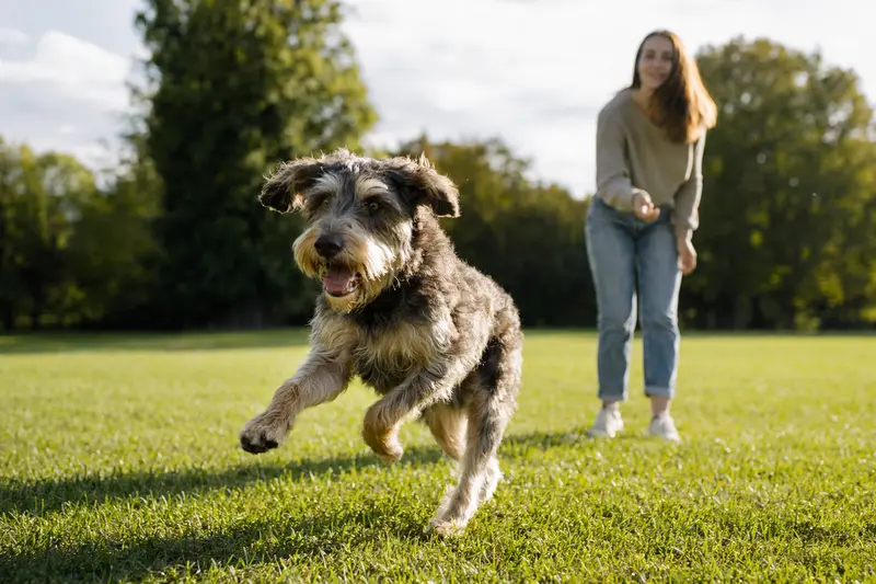 Ein gesunder Böhmischer Rauhbart Hund läuft fröhlich über eine grüne Wiese, während sein Besitzer im Hintergrund mit ihm spielt.