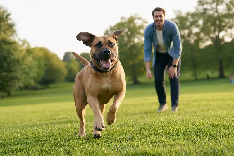 Ein gesunder Boerboel Hund läuft fröhlich über eine grüne Wiese, während sein Besitzer im Hintergrund mit ihm spielt.
