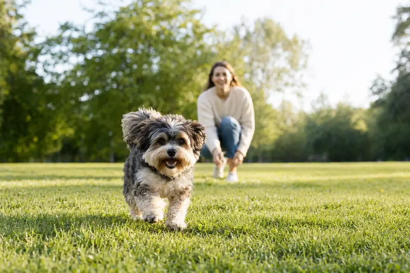 Ein fröhlicher Bolonka Franzuska Hund läuft über eine grüne Wiese, während sein Besitzer im Hintergrund spielt.